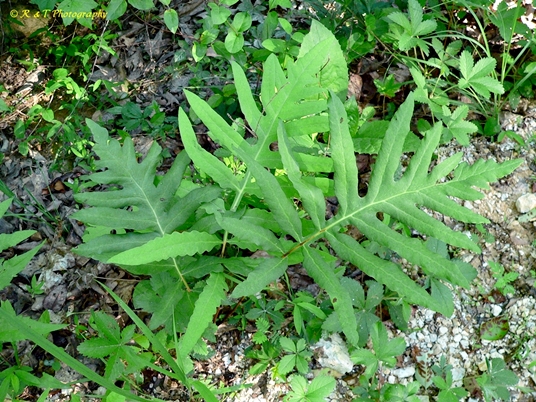 {Onoclea sensibilis}